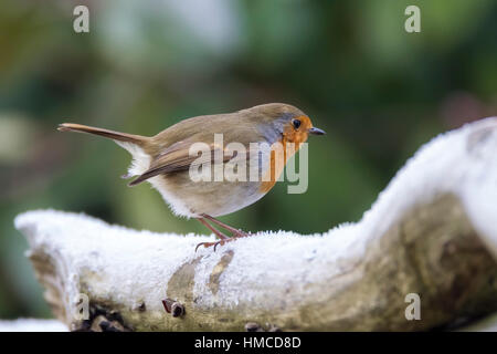 Robin. Erithacus rubecula (Turdidae) Foto Stock