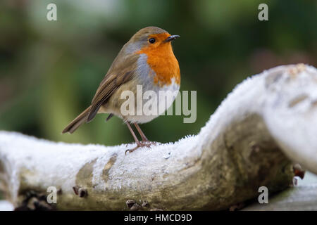 Robin. Erithacus rubecula (Turdidae) Foto Stock