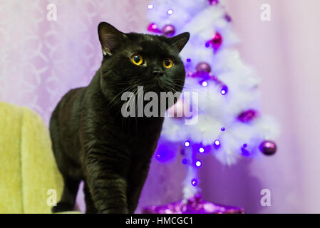 Nero Britannico gatto in posa per la fotocamera Foto Stock