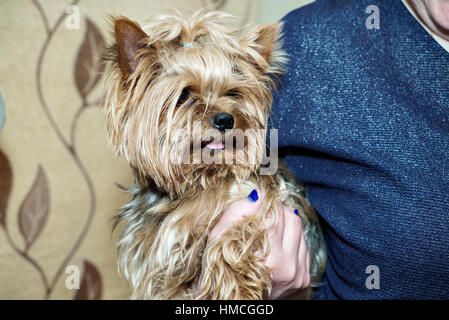 Donna che mantiene un Yorkshire Terrier nelle mani Foto Stock