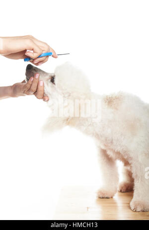 Bianco barboncino francese getting taglio capelli seduta sul tavolo Foto Stock