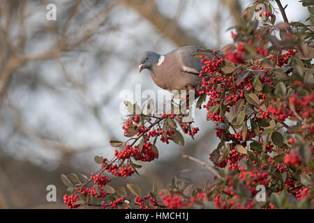 Colombaccio - Columba palumbus alimenta di Cotoneaster bacche. L'inverno. Regno Unito Foto Stock