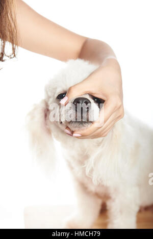 Primo piano di bianco francese cane barboncino ottenere un taglio di capelli Foto Stock