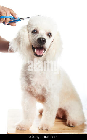 Felice bianco barboncino francese un cane femmina di ottenere un taglio di capelli Foto Stock