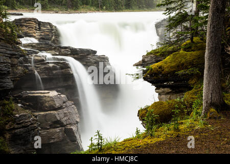 Cascate rocciose lungo il Fiume Athabasca in Canada. La riva è rivestito con verde muschio e piccoli alberi di pino sopra scogliere rocciose delle cascate Foto Stock