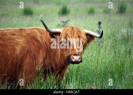 Scottish Highland mucca Foto Stock