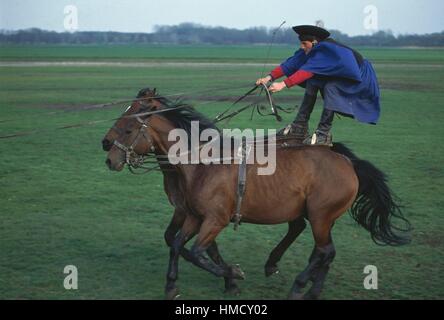 Herder permanente sulla due cavalli, Hortobagy national park, Ungheria. Foto Stock