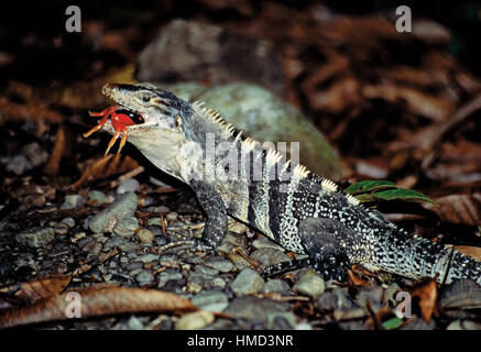 Maschio nero spinoso-tailed iguana (Ctenosaura similis). mangiare Halloween crab (Gecarcinus quadratus) nel Parco Nazionale di Manuel Antonio, Costa Rica Foto Stock