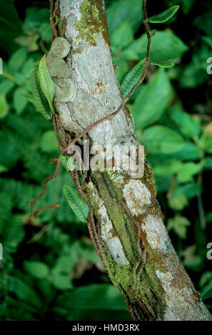 Tintura ciglia viper (Bothriechis schlegelii) mimetizzata sulla diramazione della foresta pluviale, Parco Nazionale Arenal, Costa Rica Foto Stock