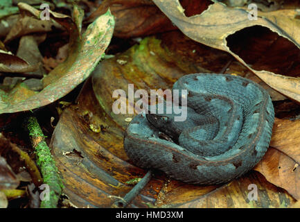 Naso di porco rattlesnakes (Porthidium nasutum) nella figliata di foglia, la Selva La Stazione Biologica, Sarapiquí, Costa Rica Foto Stock