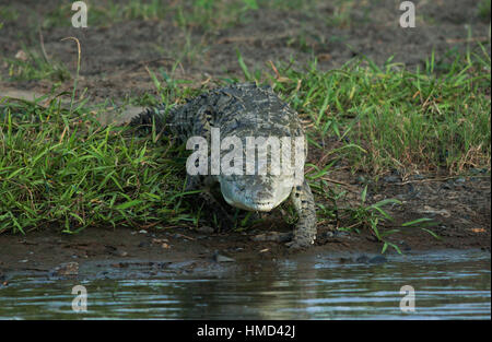 Coccodrillo americano (Crocodylus acutus), Fiume Tarcoles, Costa Rica. Foto Stock