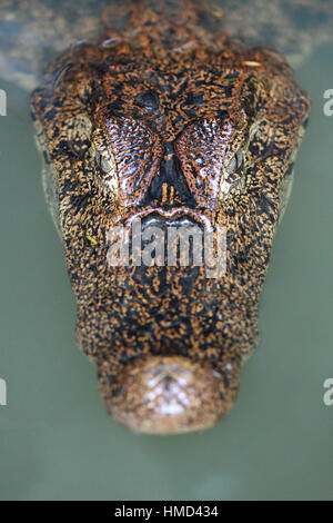 Caimano dagli occhiali (Caiman crocodilus) nella foresta pluviale naturale canal, il Parco Nazionale di Tortuguero in Costa Rica. Foto Stock