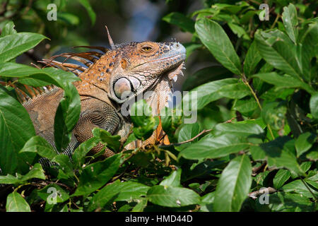 Maschio verde (Iguana Iguana iguana) nella foresta pluviale. Parco Nazionale di Tortuguero in Costa Rica. Foto Stock