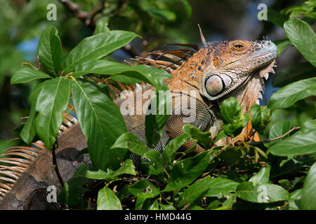 Maschio verde (Iguana Iguana iguana) nella foresta pluviale. Parco Nazionale di Tortuguero in Costa Rica. Foto Stock