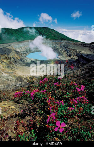 Melastoma dei vulcani fiori (Monochaetum vulcanicum) in corrispondenza del bordo del cratere del vulcano di Poas, Poás Il Parco Nazionale del Vulcano, Costa Rica Foto Stock