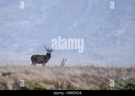 Il monarca del Glen, un cervo rosso cervo sta di guardia in un freddo giorno di inverni in Glen Etive, Scozia.