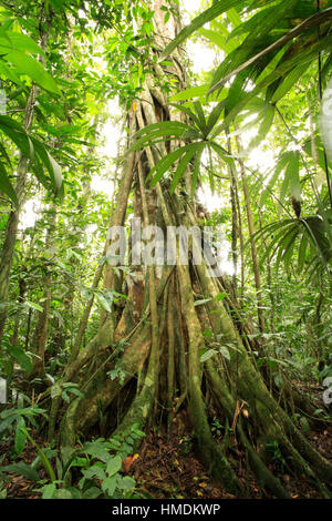 Strangler Fig nella foresta pluviale di pianura presso la Selva La Stazione Biologica, Sarapiquí, Costa Rica Foto Stock