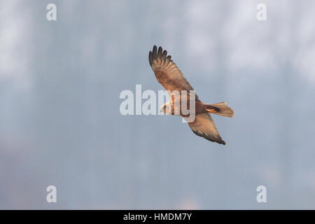 Femmina Marsh Harrier in volo sopra Minsmere Foto Stock