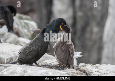 Il marangone dal ciuffo pulcino di alimentazione,Phalacrocorax aristotelis Foto Stock