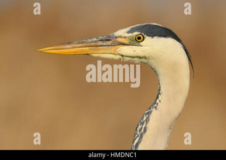 Airone cinerino (Ardea cinerea), Adulto, ritratto, Kiskunság National Park, Ungheria Foto Stock