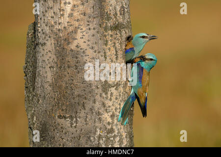 Rullo (Coracias garrulus), coppia di allevamento si incontrano in corrispondenza del foro di nesting, Kiskunság National Park, Ungheria Foto Stock