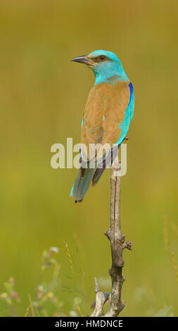 Rullo (Coracias garrulus) sul pesce persico, Kiskunság National Park, Ungheria Foto Stock