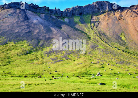 Cavalli al pascolo su un pascolo, montagna dietro, Snaefellsnes peninsula, Islanda Foto Stock