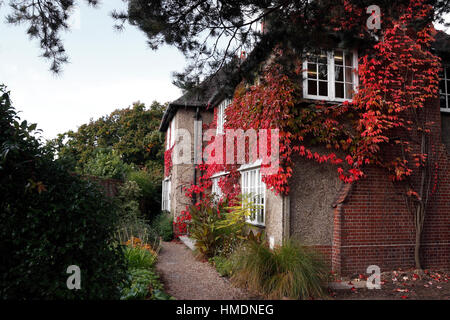 PARTHENOCISSUS TRICUSPIDATA. VIRGINIA il superriduttore. BOSTON IVY. Edera giapponese. Superriduttore giapponese. IN AUTUNNO. Regno Unito. Foto Stock