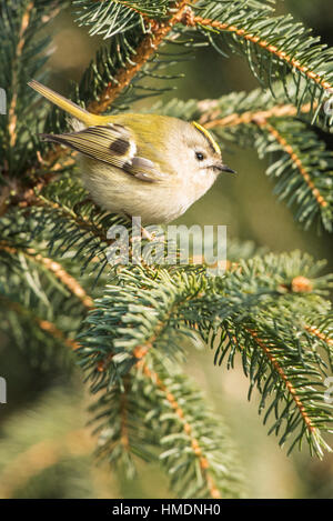 Goldcrest (Regulus regulus) seduta in abete, Austria Inferiore, Austria Foto Stock