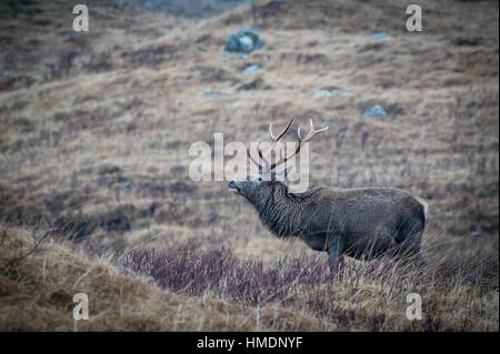 Il monarca del Glen, un cervo rosso cervo sta di guardia in un freddo giorno di inverni in Glen Etive, Scozia. Foto Stock