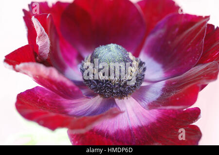 Un unico rosso fiore anemone su bianco ancora in vita - fresco e contemporaneo Jane Ann Butler JABP Fotografia1801 Foto Stock