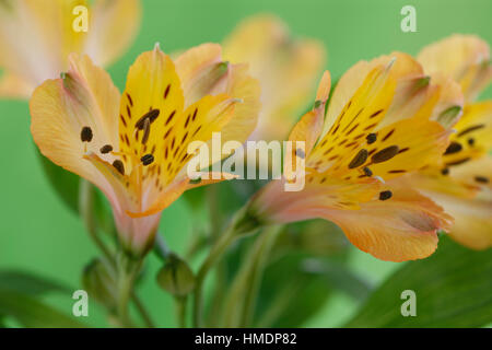 Elegante giallo fioriture alstroemeria - amicizia e devozione nel linguaggio dei fiori Jane Ann Butler JABP Fotografia1804 Foto Stock