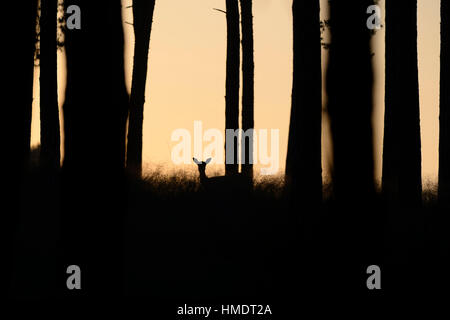 Daini (Cervus dama) tra tronchi di alberi in foresta, retroilluminato, silhouette, Nord Reno-Westfalia, Germania Foto Stock