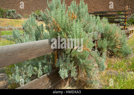 Murtha Ranch corral con sagebrush, pioppi neri americani Canyon State Park, John giorno selvaggio e Scenic River, John giorno stato Fiume Scenic fluviale, Oregon Foto Stock