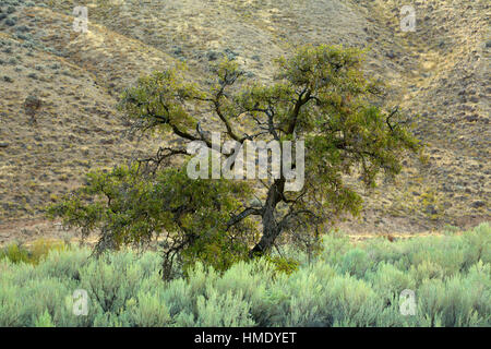 Hackberry lungo perso Corral Trail, pioppi neri americani Canyon State Park, John giorno selvaggio e Scenic River, John giorno stato Fiume Scenic fluviale, Oregon Foto Stock