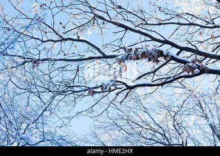 Coperta di neve i rami degli alberi contro il cielo blu Foto Stock