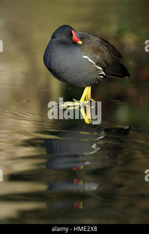 Comune, Moorhen Gallinula chloropus in piedi sul ghiaccio durante l'inverno Foto Stock