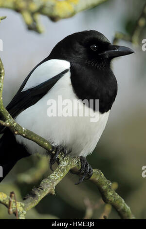 Eurasian Gazza o comuni o Gazza Pica pica close up ritratto Foto Stock