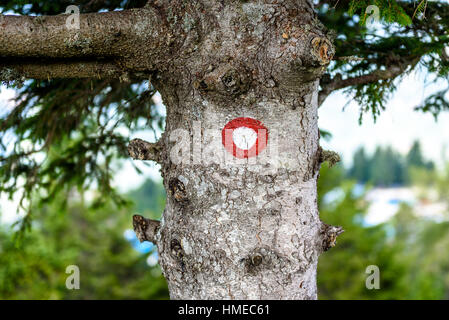 Sentiero di montagna marcatore su un abete o di pino. Sentiero segnato nei boschi in estate. Foto Stock