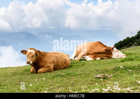 Free range bovini vacche in alta montagna pascolo verde. Allevamento biologico nella stagione estiva in Krvavec, Slovenia Foto Stock