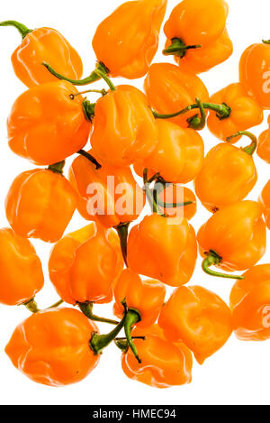 Mazzetto di giallo arancione mature habanero peperoncini piccanti. Isolato su bianco. Foto Stock