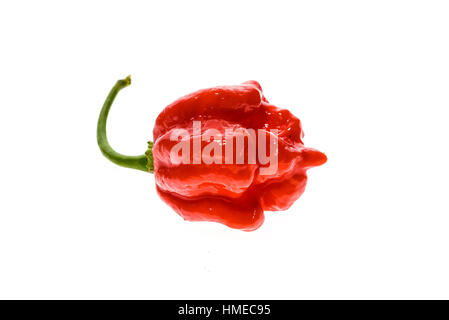 Fresche e mature Trinidad Scorpion Moruga hot chili pepper con stelo verde. Isolato su bianco. Foto Stock