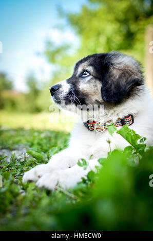 Cucciolo di cane di piccola taglia è in appoggio sull'erba. Domestico di razza giovane cucciolo kraski ovcar posa in natura. Assomiglia a Siberian Husky o Alaskan Malamute. Sha Foto Stock