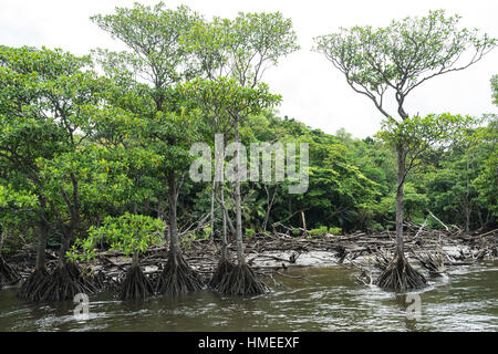 La foresta di mangrovie al flusso superiore area del fiume Nakama nell isola Iriomote, Okinawa in Giappone. Foto Stock