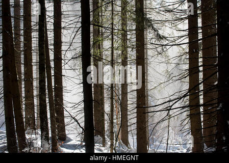La neve cade dai rami di alberi di pino nella foresta di conifere soffiata via dal soffio di vento in inverno Foto Stock