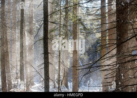 La neve cade dai rami di alberi di pino nella foresta di conifere soffiata via dal soffio di vento in inverno Foto Stock