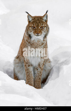 Eurasian (Lynx Lynx lynx) seduta nella neve in inverno Foto Stock