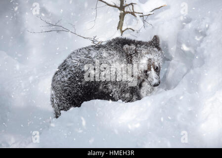 Un anno vecchio brown Bear Cub (Ursus arctos arctos) rovistando nella neve profonda durante nevicate in inverno Foto Stock