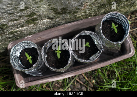 giovane marijuana Foto Stock