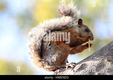 Adorabile scoiattolo variegato di mangiare uno spuntino fino in cima degli alberi Foto Stock